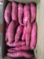 Highly Suggestion For The Sweet Potato Made In Vietnam With 3 Months Maturity Have COMMON Cultivation Type