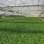 Import Hot-dipped galvanized frame plastic film agricultural greenhouse from China