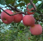 Hot sale fresh green apple prices