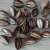 Import Hot sales seashell tiger cowrie shells for art craft from China