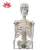 Import Hot selling for Medical educational supply 45cm human skeleton model from China