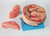human anatomical model for medical education /Advanced brain with arteries on head model