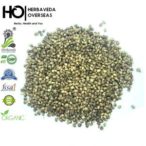 Huo ma ren new crop oil seeds industrial CBD hemp seeds for planting and oils Bhaang beej and oil