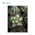 Import indoor natural succulent plants from China