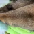 Lining 75cm Real Raccoon Fur Collars Parka/Jackets Hood Natural Fur Scarf Hooks Raccoon Hood Trims