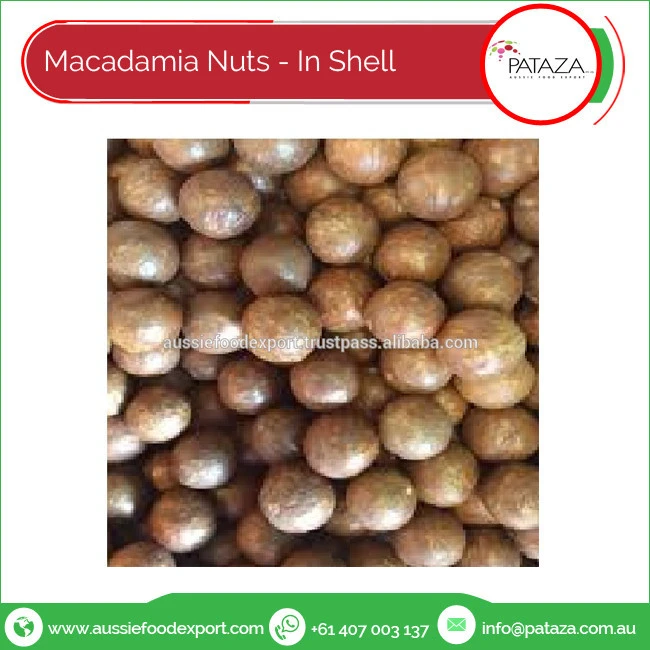 Macadamia Nuts In Shell Available in 25 Kg Bag