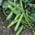 Import Manufacturer directly supply bulk fresh green broad beans for sales from Bulgaria