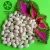 Import Mini Haijun Snow White Kidney Alubia Beans Poland from China