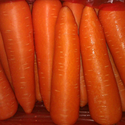 new crop fresh carrot