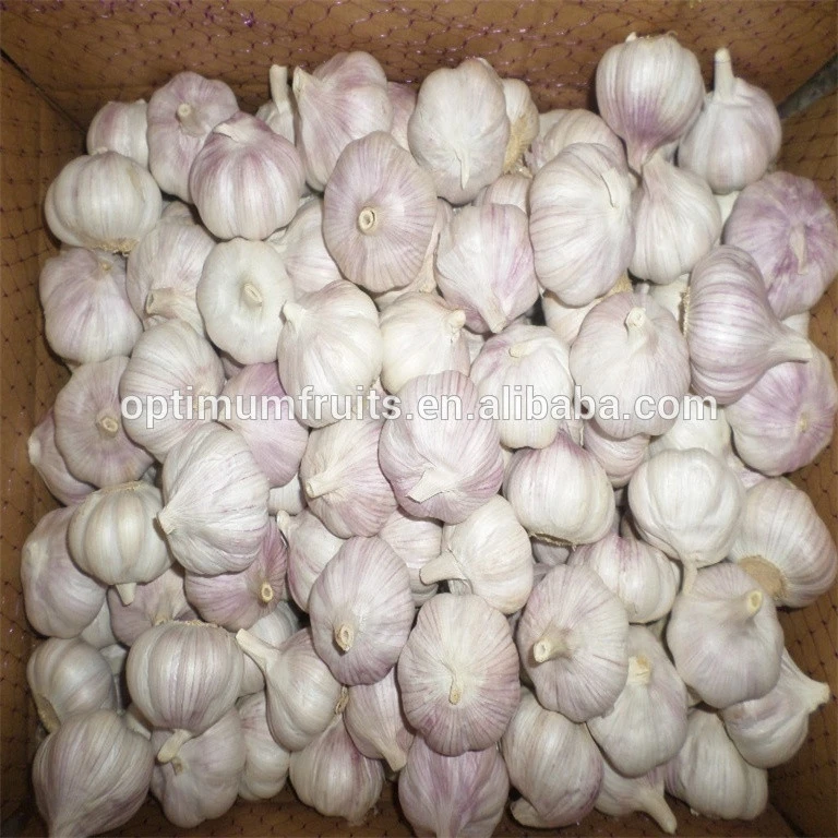New crop low price Supply Fresh White Garlic fresh onion and garlic