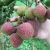 Import New CropSweet Delicious Chinese Fresh Lychee Fruit Is On sales from China