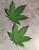Import NEW, Limited Edition, &quot;Cannabis Leaf&quot; Iron-On Patch, Embroidered Patch Grab Bag, Patches for Weed Lovers, Cannabis Badge, THC, C from USA