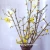 Import New year fresh cut branches plume blossom for home decoration from China