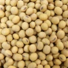 NON- GMO Brazil Soybean seed / Soya bean seeds for export