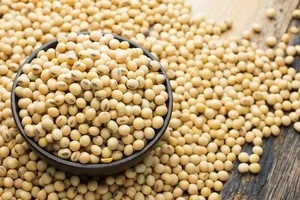 Non GMO Dried High Protein Soybean Seed