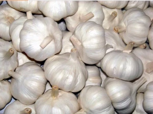 Normal white garlic from India