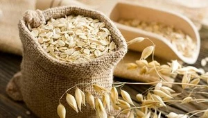 Oats/Best quality/ competitive price/Fast delivery time