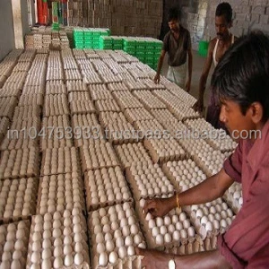 Poultry Fresh Chicken Eggs
