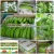 Import PREMIUM CAVENDISH BANANA - BEAUTIFUL GREEN - SPECIAL PRICE 2016 from Vietnam