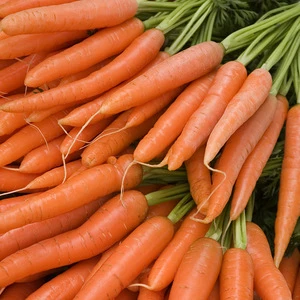 premium Fresh Carrots