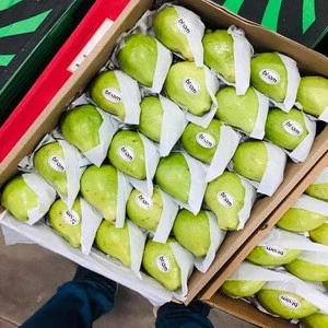 Premium Grade Export Fresh Guava From Egypt