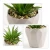 Import PRIMAISON Green Artificial Succulents small potted Plants Set Decorative Succulent Plant Faux Plastic Plant Indoor &Outdoor from China