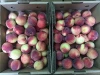 Quality Fresh Peaches Now Available on 30% Discount Sales Ready for Exportation