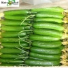 Quality High Yield Hybrid F1 Green Cucumber Seeds from China