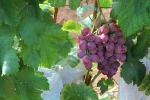 Red Globe Grape