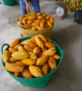 Sell Cacao Bean / Cocoa (Organic Certified)