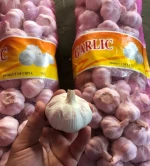 Shan dong garlic Jin Xiang garlic China  pure white violet fresh garlic In bags Case loading bulk