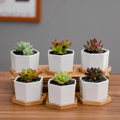 Succulent Pots, White Mini Ceramic Flower Planter Pot with Bamboo Tray