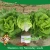 Import Suntoday Organic romaine  Lactuca sativa L. var. longifolia  lettuce seeds 1kg/bag from China