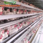 Supply Completely Automatic Laying Hen/Egg Layer Battery H Type Chicken Cages System