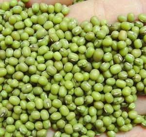 Top Quality Green Mung Beans for sale