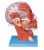 Import Two-sided Half Head and Brain Model, Anatomical Head Model with Muscles and Veins from China