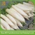 Import Vegetable Market Price Fresh White Radish from China