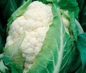 Vietnam best quality fresh cauliflower