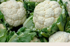 Vietnam Fresh Cauliflower