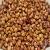 White & Red Sorghum for Human and Animal Feed