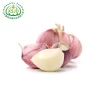 Wholesale 2020 new fresh garlic supplier normal white garlic