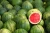 Import Wholesale Fresh Watermelon / Fresh Watermelon For Sale / Bulk Fresh Fruit Watermelon from South Africa