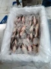 Wholesale frozen tilapia fingerlings fish price for seafood