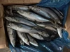 Premium Pacific Mackerel Whole Fish Perfect for Grilling