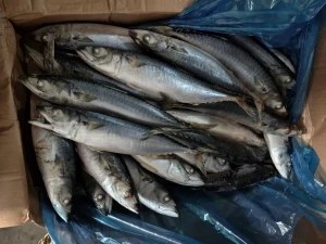 Premium Pacific Mackerel Whole Fish Perfect for Grilling