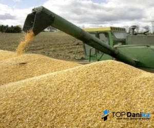Milling wheat crop production 2021 origin Romania