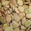 New Crop Brown and Green Broad Beans Faba Beans with Cheap Price