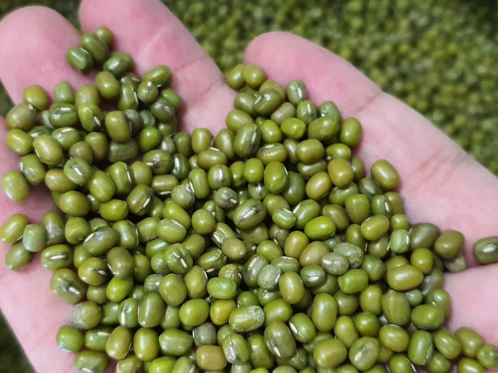 buy-green-mung-beans-from-ashirwad-trading-co-ltd-thailand