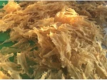 Fish Maw