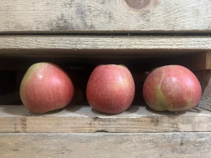 Fresh Apples Champion from Republic of Moldova